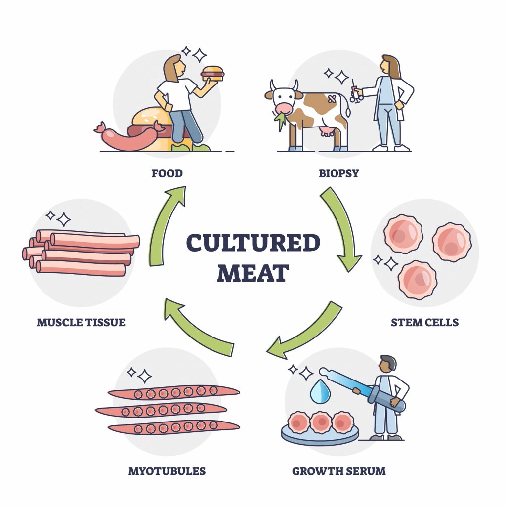 Eine anschauliche Infografik zeigt den Herstellungsprozess von Laborfleisch. Sie stellt dar, wie einem Tier zunächst mit einer Biopsie Stammzellen entnommen werden, diese dann in einer Nährstofflösung zu Muskelfasern wachsen und so schließlich Fleisch entsteht, dass verarbeitet und konsumiert werden kann.